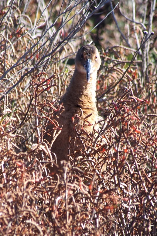 clapper rail